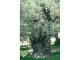 Garden of Gethsemane - A very old olive tree